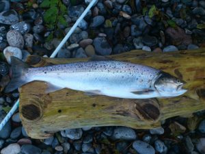 My seatrout 1,3 kg Brunhoved Denmark